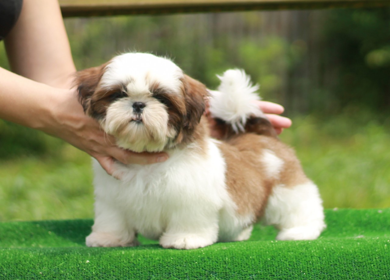 shihtzu puppies